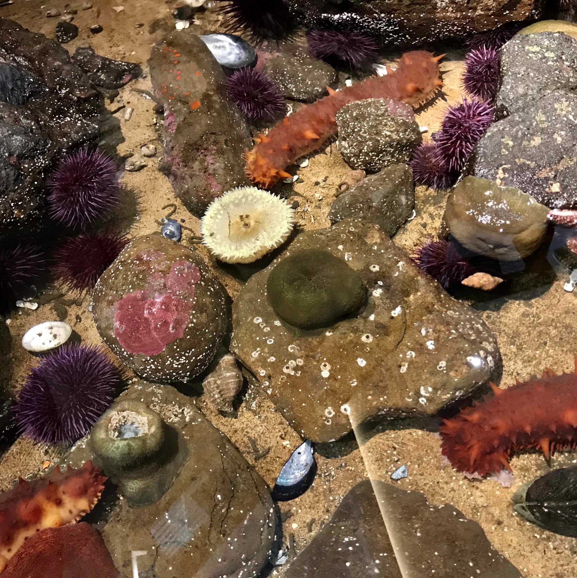 On-site: Living in Tidepools - Adaptations